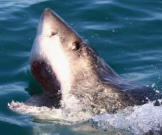 Violence Indicators: Their eyes Humans have adopted a shark like response when we are about to engage in violence.