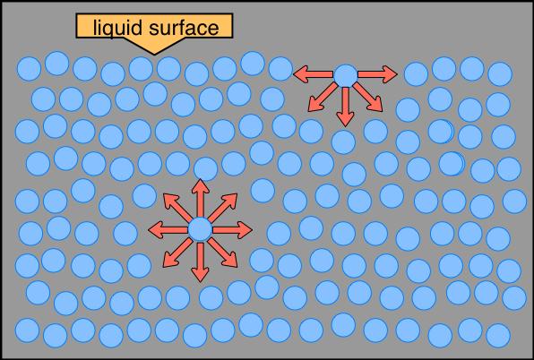 Forces within Liquids Surface Tension and Capillarity The surface of most liquids acts significantly different than its interior.