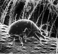 Tracheal Mites Honey bees in most of the U.S. have developed a level of natural resistance to tracheal mites.