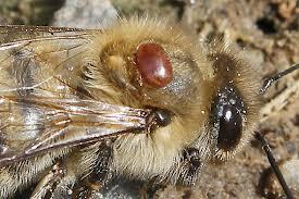 Varroa Mites Varroa destructor is an external parasitic mite that attacks the honey bees Apis cerana (Asiatic or Eastern honey bee) and Apis mellifera (Western or European honey bee).