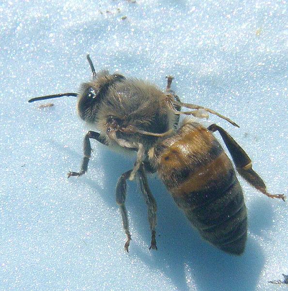 The Varroa mite is the parasite with the most pronounced economic impact on the beekeeping industry.