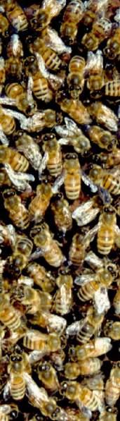 Varroa Threshold Sticky Board Spring/summer (April or May or Mid-June) Sticky boards over 5-10 Adult bees over 3-4 Brood over 5% Exceeding threshold means additional control may be useful