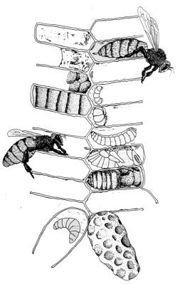 Varroa Mites cultural control Apiary site location Comb culling Small-sized cell base Re-queening w/ Resistant