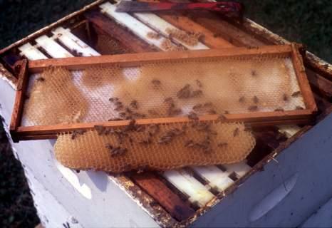 Varroa Mites physical control Screened bottom boards (season long) Drone brood trapping (1X to 8X) Queen isolation to break brood cycle (Mid Summer) Several chemicals are effective against Varroa and