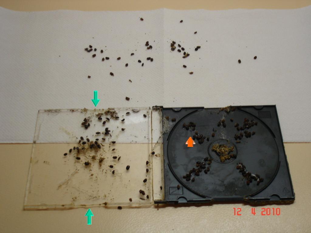 Small Hive Beetle Beetle Traps are also effective against SHB Bait: Mix ¼ cup soy flour, 2 tablespoons of boric acid,