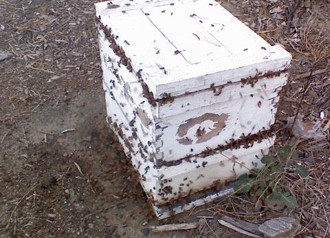 hive. Robbing The Strong prey on the Weak Robbing is worse during hot dry times when bees have little else to do Limit hive access