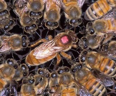 Breed Selection Honey Bee
