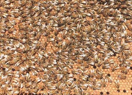 Positive Traits Gentleness High honey production Early spring build up in population Non or low level of swarming tendency Disease and varroa mite resistance Quite on the frame Good frame builders