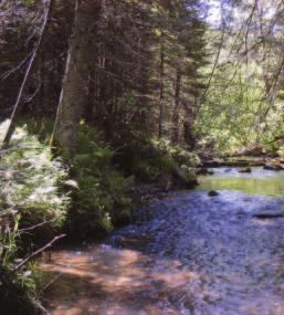 In New Hampshire, researchers found that 99% of the stream s biological energy came from the bits, pieces and chunks of plants and trees that fell in the stream.