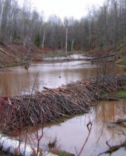 Beaver dams can have a variety of negative impacts on streams, including increased water temperatures, flooding of riparian areas, and blockage of free movement of fish.
