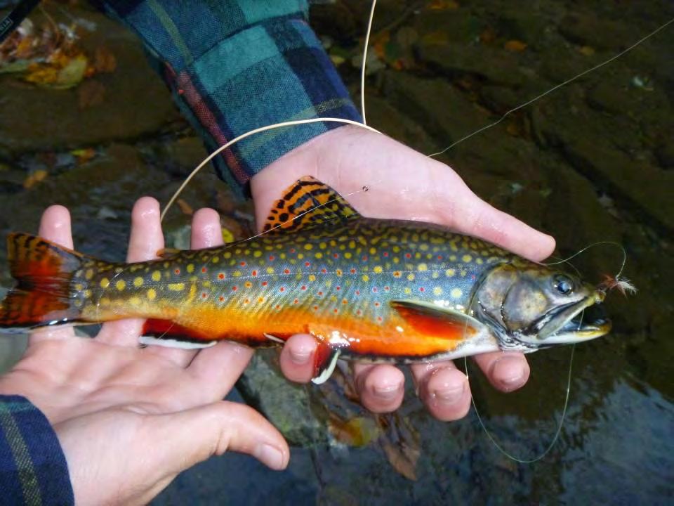 The Brook Trout, Maryland s only native trout species, has experienced a 90% decline