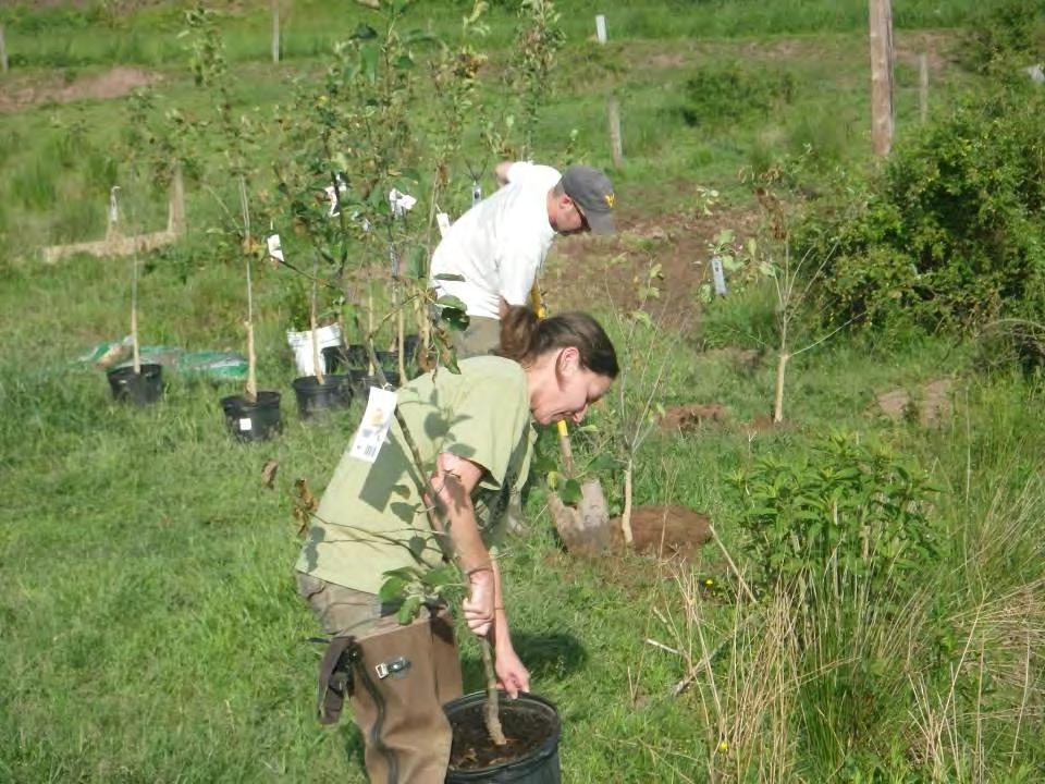 May 24, 2012 Fisheries Service staff planted 20 apple trees and 200 seedlings of button bush, silky dogwood, arrow-wood, and