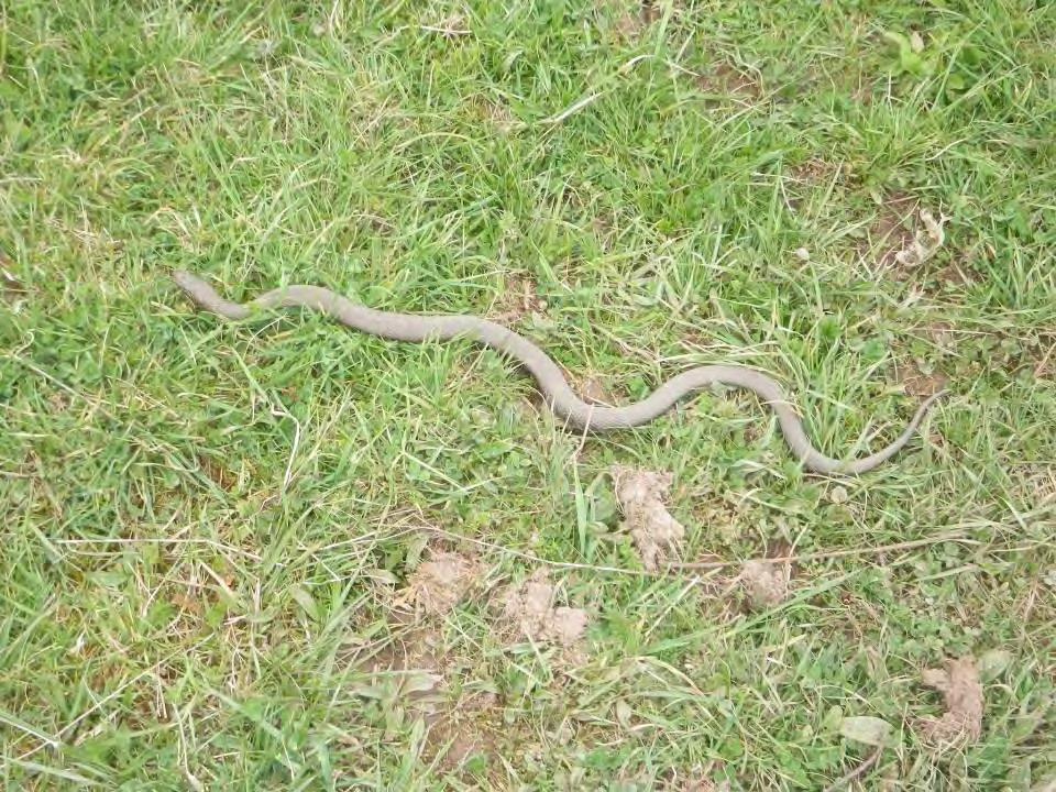 Northern water snake either