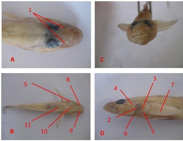 Fig. 1. Bungo fish with dorsal view observation (A), ventral (B), anterior (C) and left lateral view (D). 1. nostril; 2. os.operculare; 3. os.suboperculare; 4. os.preoperculare; 5.