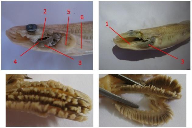 On observation of the head cavity no additional respiratory equipment was found to support the fish can breathe in the air. The number of arcus branchialis of bungo fish is 4 pairs.
