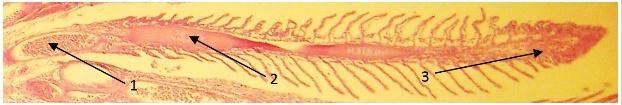 gills; 2. cartilago palate; 3. blood vessels; 4.