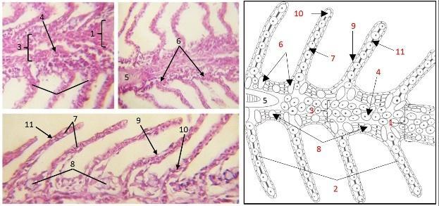 Fig. 6. Histology of the gills of bungo fish, magnification: 400x sagittal pieces and the sketches. 1. primary lamella; 2. secondary lamella; 3. venous sinus; 4.