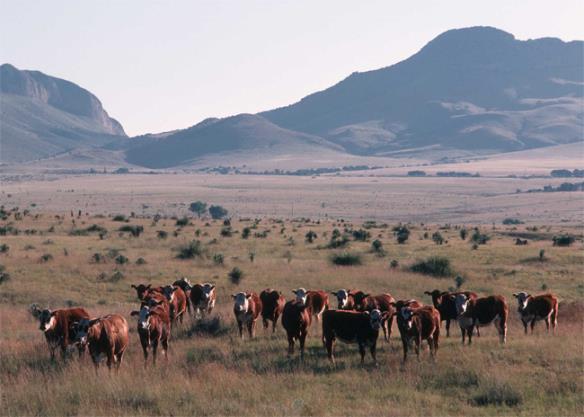 The best way to make a lot of money was to have very large ranches and enormous herds of cattle.