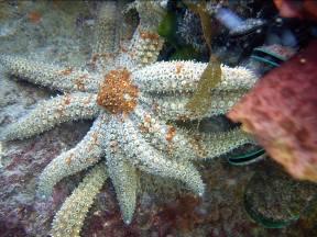 feather stars and sea urchin like kina Some echinoderm are
