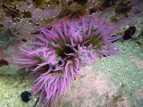 Sea Anemones These animals are shaped like a flower Some
