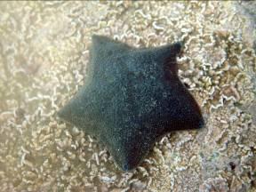 kina are generally found on rock or boulders devoid of large kelp (known as kina barren habitat)