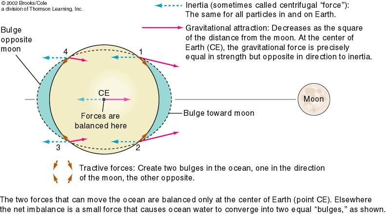 Force of inertia is away from Moon and equal everywhere on Earth Force of gravity is towards Moon and decreases