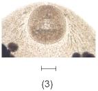 Each group consisted of 10-12 spines with various sizes between 26-83 (55) µm in length.