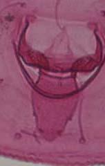 lingula always exserted, protruding outside of the vasiform orifice towards to caudal margin (may or