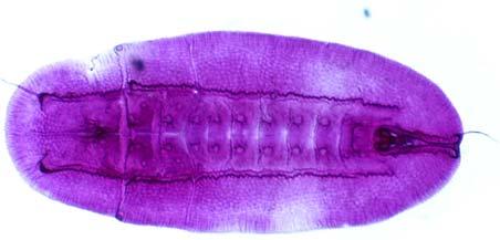 Aleyrodinae 17 Two elongate submedian parallel ridges from thorax to