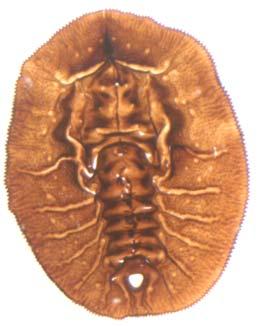 concentric from cephalothorax; joined or