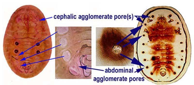 Agglomerate pores are a type of compound pores for the purposes of this key consisting of sub circular to oval large pore-like structures with a clear margin containing a central cluster of small