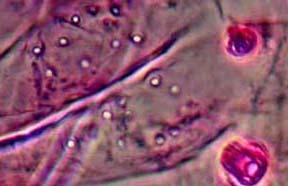 or cells (left image below).