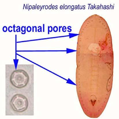 Glossary Operculum is the plate or lid-like structure that