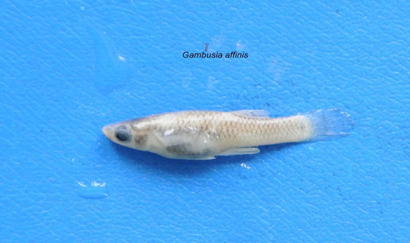 Macrognathus pancalus Hamilton, Fish. Ganges,: 30, 364. 1878. Mastacembelus pancalus, Day, Fishes of India: 340, pl. 72, fig. 4; 1889, Day, Fauna Br. India, Fish., 2: 333. 1991.