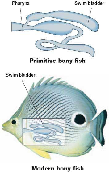 Section 3 Bony Fishes