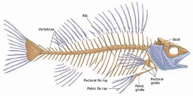 Section 3 Bony Fishes Internal Anatomy Skeleton The major parts of a fish s