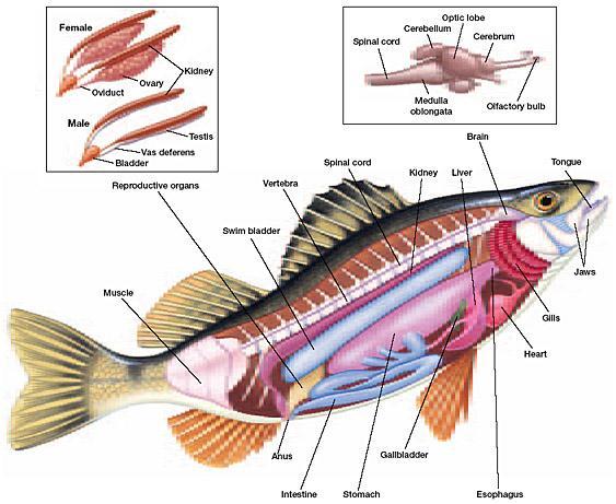 Section 3 Bony Fishes Internal
