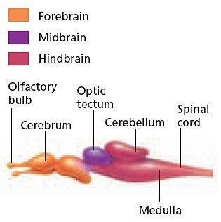 Section 3 Bony Fishes Internal Anatomy, continued Nervous system The