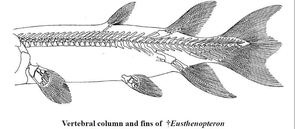 On top of it Not only were the pectoral and pelvic fins of these primitive sarcopterygians mounted on lobes, the same condition