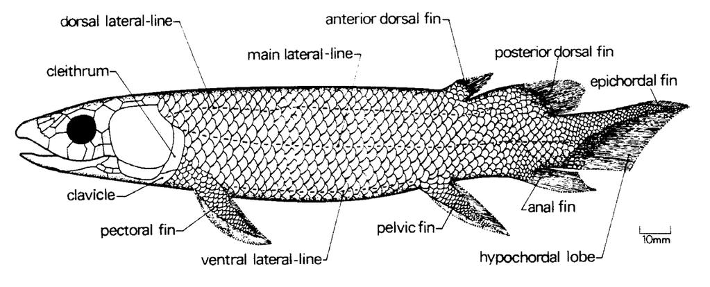 Lungfishes Lungfishes are poorly represented by modern forms but they have a rich fossil history that also goes back to the Devonian, about 380 MYBP.