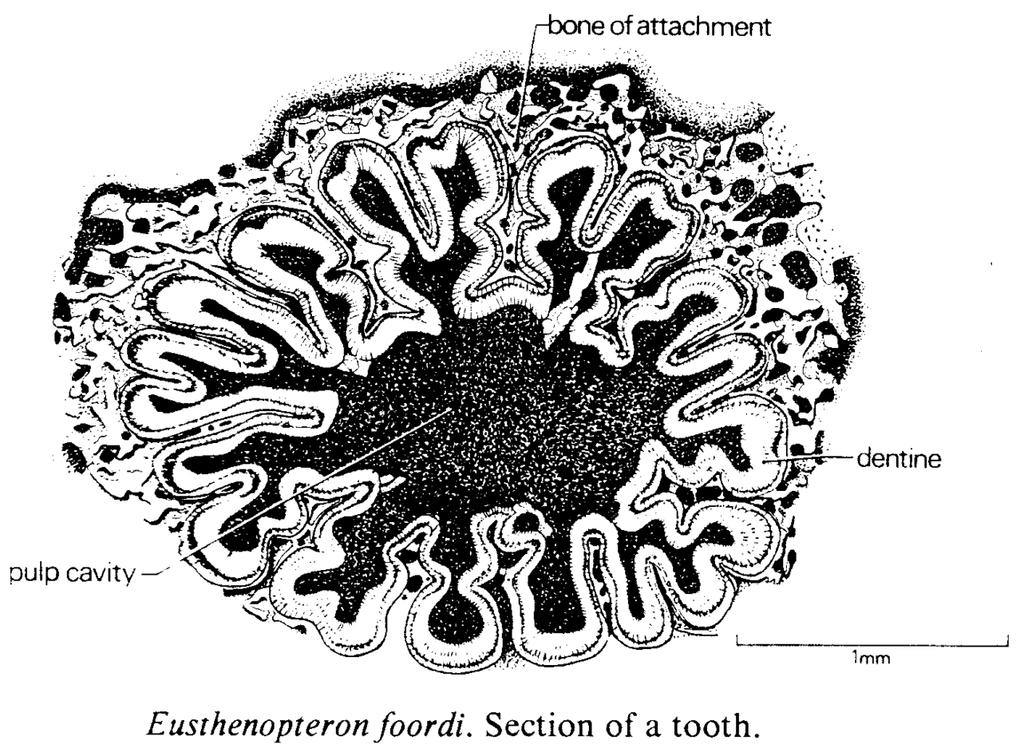 And more Most of the bones of crossopterygians, particularly those of the cranium, can be homologized, element for element, with those of Labyrinthodont amphibians.