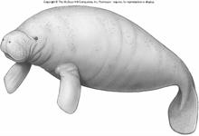 Indian Manatees alive in