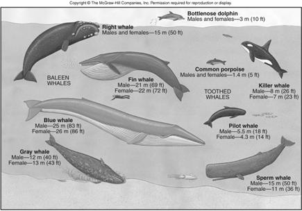 Porpoises, Orcas, Sperm
