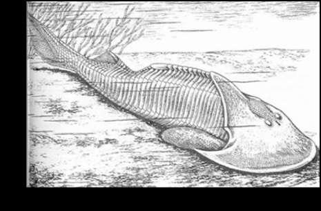 Jawless creatures whose bodies where armored with bony plates Lived in the oceans during the
