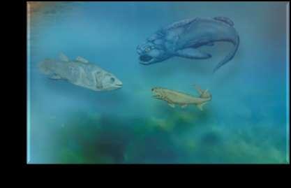 Ordovician and Silurian Periods: 505-410 mya, fishes underwent a major adaptive radiation Devonian Period: Age of Fishes Some were
