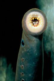 B. Lampreys Have oral disk and rasping