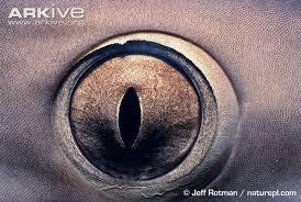 - Some sharks have a third eyelid called the