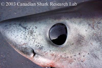 Electromagnetic Fields -Produced by the prey can be detected by sharks.