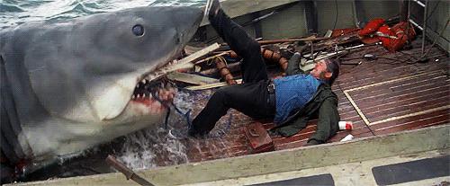 Shark Attack a.a shark may attack a rogue shark, or people swimming who sound like an injured fish and may be