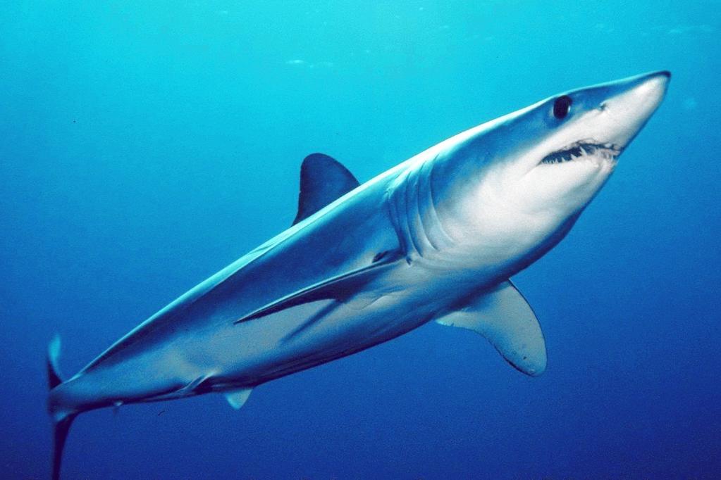 h. Of the approximately 360 plus known species of shark, of which about 250 species are now alive, only about 25 have ever
